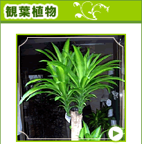 観葉植物