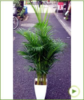 観葉012 ｱﾚｶﾔｼ(鉢皿付き)　￥10,500-